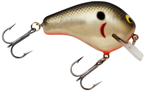 Tenn. Shad Orange Belly