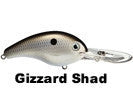 Gizzard Shad