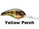 Yellow Perch