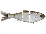 Gizzard Shad