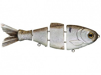 Gizzard Shad